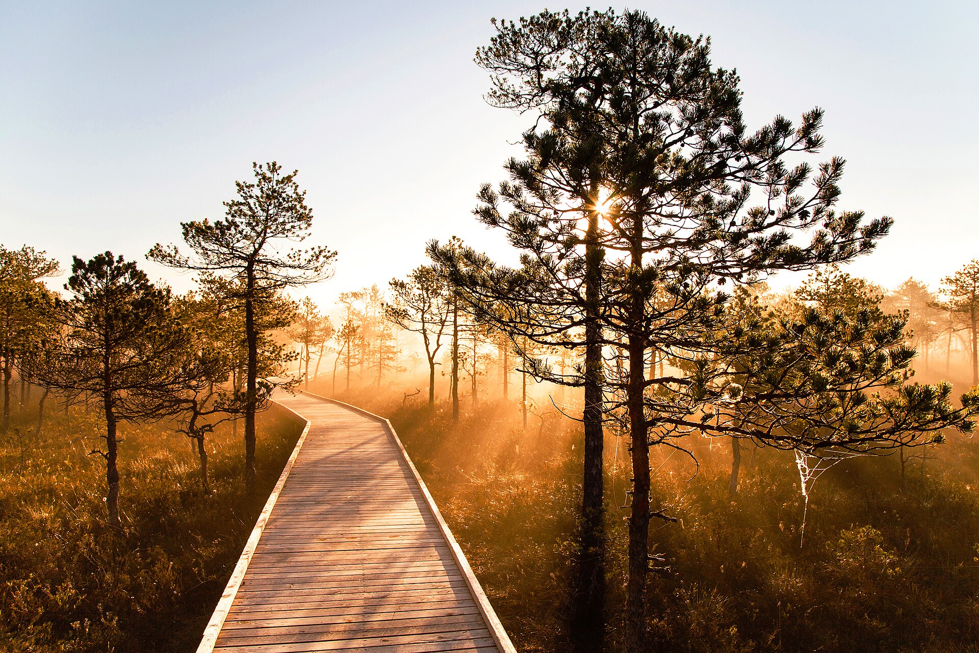 Estonian forest bog boardwalk