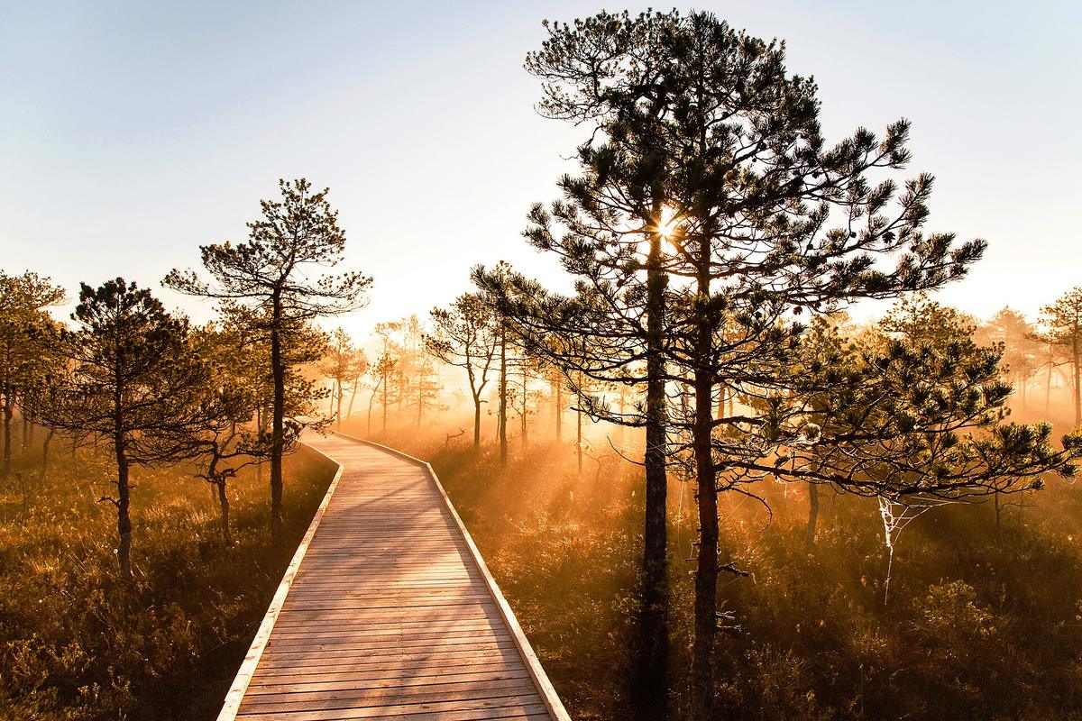 Estonian forest bog boardwalk